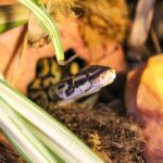 Names for Snakes - Snake Names