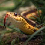 Names for Snakes - Snake Names