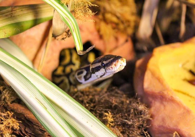Names for Snakes - Snake Names