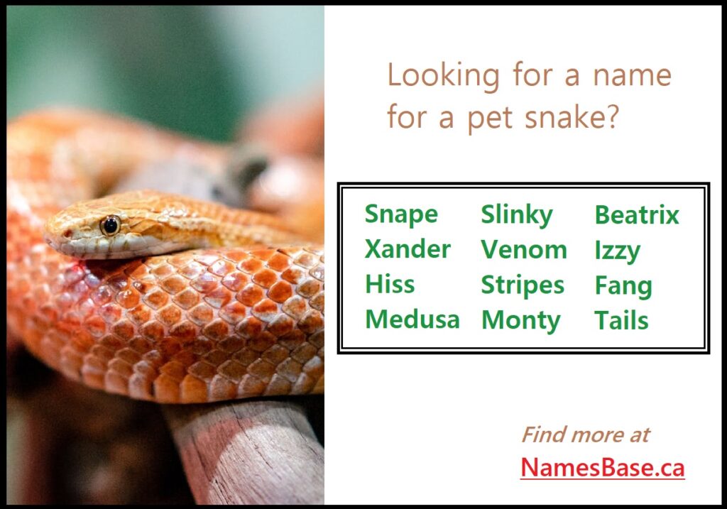 Names for snakes - Snake Names at NamesBase.ca